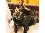 Taffy, Domestic Shorthair For Adoption In Ft. Lauderdale, Florida