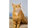 Sammy Smiles, Domestic Shorthair For Adoption In Ft. Lauderdale, Florida
