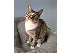 Wonder Woman, Domestic Shorthair For Adoption In Ft. Lauderdale, Florida