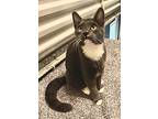Lottie, Domestic Shorthair For Adoption In St. Francisville, Louisiana