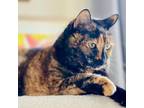 Adopt CLEO a Manx, Domestic Short Hair