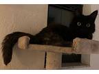 Twister, Domestic Longhair For Adoption In St. Augustine, Florida