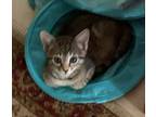 Sage, Domestic Shorthair For Adoption In St. Augustine, Florida