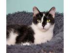 Clause, Domestic Shorthair For Adoption In Ft. Lauderdale, Florida