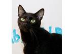 Pippet, Domestic Shorthair For Adoption In Ft. Lauderdale, Florida