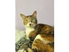 Wilma *long Shot*, Calico For Adoption In Ft. Lauderdale, Florida