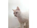 Urgent P, Siamese For Adoption In Livonia, Michigan