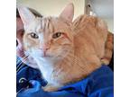 Macgyver, Tabby For Adoption In Fairborn, Ohio