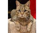 Tater, Domestic Shorthair For Adoption In Lenhartsville, Pennsylvania