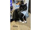 Atlas, Domestic Shorthair For Adoption In Lenhartsville, Pennsylvania