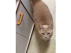 Simon, Domestic Shorthair For Adoption In Sprakers, New York