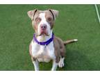 Adopt Estrella a Pit Bull Terrier