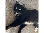 Tippers, Domestic Shorthair For Adoption In Fort Lupton, Colorado