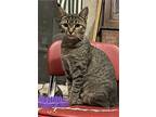 Vienna, Domestic Shorthair For Adoption In Liverpool, New York