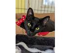 Betsy Ross, Domestic Shorthair For Adoption In Liverpool, New York