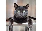 David James, Domestic Shorthair For Adoption In Fort Lupton, Colorado