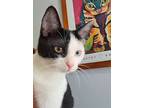 Mojo, Domestic Shorthair For Adoption In Ft. Lauderdale, Florida