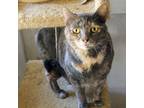 Adopt Patches a Dilute Tortoiseshell