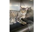 Klaxtin, Domestic Shorthair For Adoption In Fort Lupton, Colorado