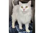 Yvoire / Eze, Domestic Mediumhair For Adoption In Fort Lupton, Colorado