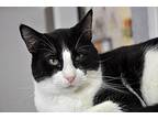 Moo Moo, Domestic Shorthair For Adoption In Ft. Lauderdale, Florida