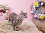 Lydia, Domestic Shorthair For Adoption In Sprakers, New York
