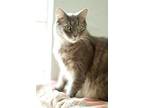 Breezy, Domestic Mediumhair For Adoption In Ft. Lauderdale, Florida