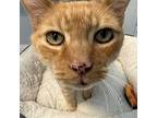 Jake, Domestic Shorthair For Adoption In St. Augustine, Florida