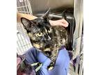 Jinger, Domestic Shorthair For Adoption In Fort Lupton, Colorado