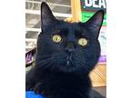 Nicky, Domestic Shorthair For Adoption In Fairborn, Ohio