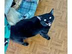 Little Bit, Domestic Shorthair For Adoption In Ogden, Utah