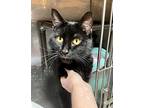 Lobby Cat, Domestic Shorthair For Adoption In Fort Lupton, Colorado