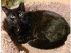 Cece, Domestic Shorthair For Adoption In Lenhartsville, Pennsylvania