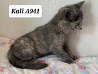 Kali A941, Domestic Shorthair For Adoption In Morganton, North Carolina