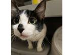 Misty, Domestic Shorthair For Adoption In St. Augustine, Florida