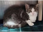 Kuothe, Domestic Shorthair For Adoption In Fort Lupton, Colorado