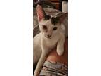 Ghostly, Domestic Shorthair For Adoption In Fort Lupton, Colorado