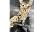 Veda Il, Domestic Shorthair For Adoption In Fort Lupton, Colorado