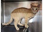 Axa, Domestic Shorthair For Adoption In Fort Lupton, Colorado