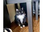 April, Domestic Mediumhair For Adoption In St. Augustine, Florida