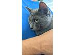 Francesca, Domestic Shorthair For Adoption In Fairborn, Ohio