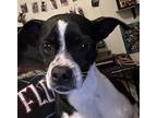 Dottie, Boston Terrier For Adoption In Wildomar, California