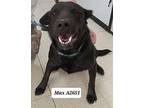 Max A2651, Labrador Retriever For Adoption In Morganton, North Carolina