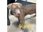 Hardy, American Pit Bull Terrier For Adoption In St. Francisville, Louisiana
