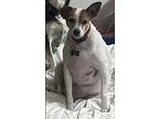 Spot In Houston, Jack Russell Terrier For Adoption In Seguin, Texas