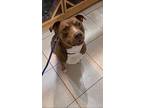 Simba, American Pit Bull Terrier For Adoption In Port Charlotte, Florida