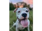 Diamond, American Pit Bull Terrier For Adoption In Locust Grove, Virginia