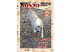 Pinta, American Pit Bull Terrier For Adoption In Locust Grove, Virginia