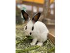 Adopt JAMIE a Bunny Rabbit