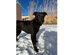 Keyhn, Labrador Retriever For Adoption In Fort Lupton, Colorado